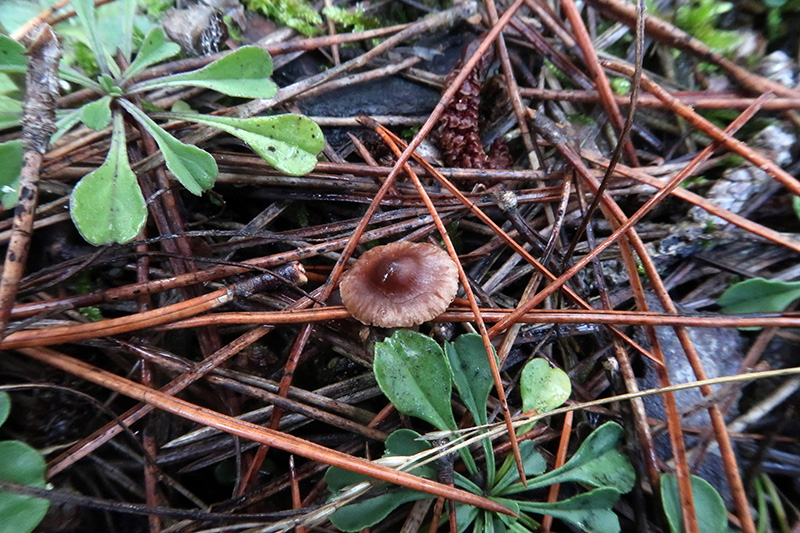 Un Cortinarius da identificare